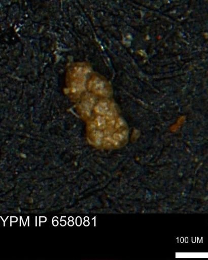 Ammobaculoides phaulus