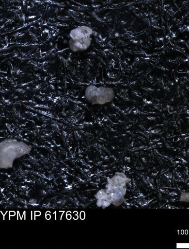 undet. Foraminiferida