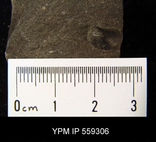 Avicula glabra