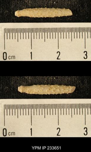 Archaeocidaris sp.
