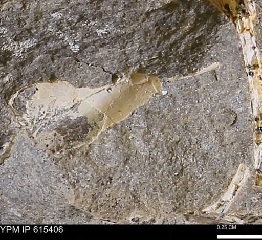 undet. Mollusca
