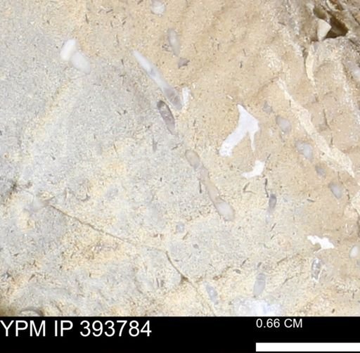 undet. Serpulidae