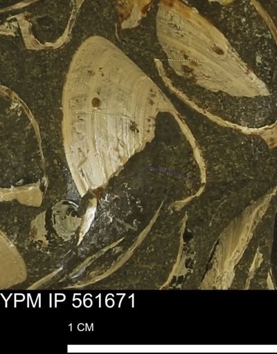 Limopsis sp.