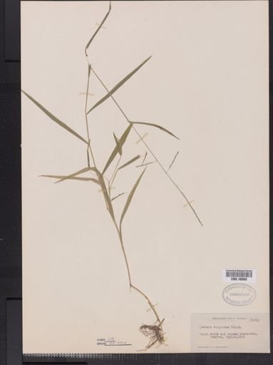 Leersia virginica