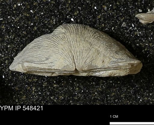 Stropheodonta callawayensis