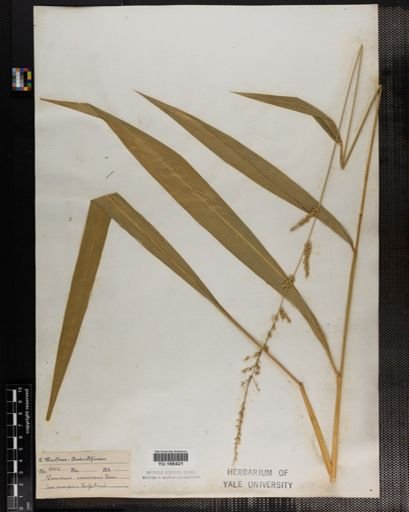 Plantae