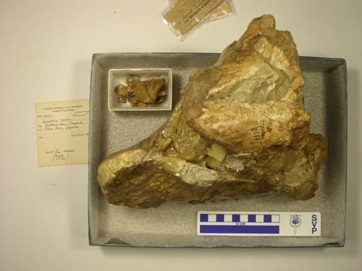 Leontinia gaudryi