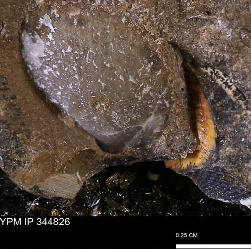 Oxytoma (Hypoxytoma) nebrascana