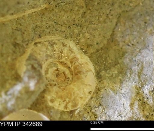 Hoploscaphites?