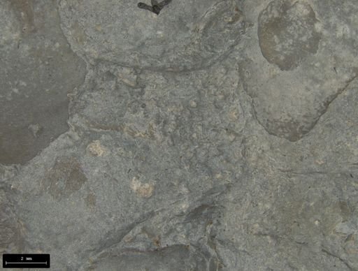 Aplocoma damesii