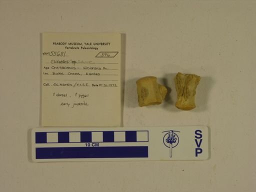 Clidastes sp.