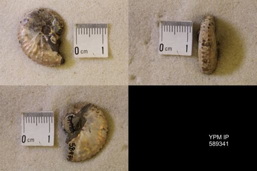 Discoscaphites sp.
