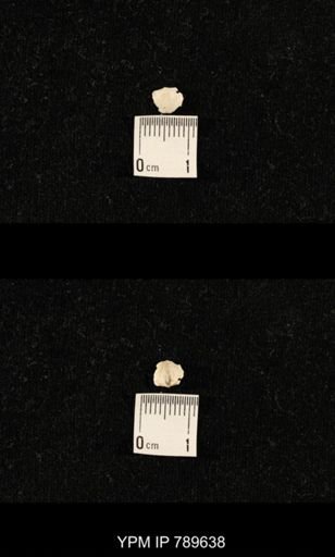 undet. Brachiopoda