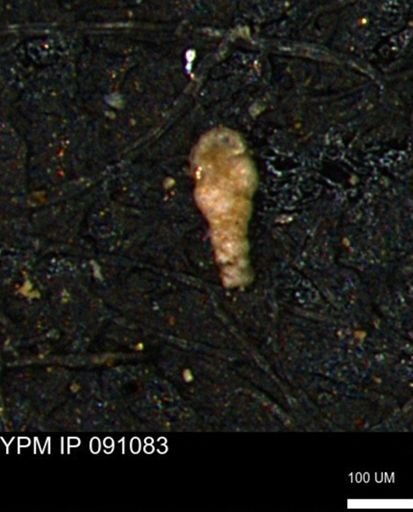 Verneuilinoides kansasensis