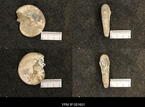 Hoploscaphites nicolletii