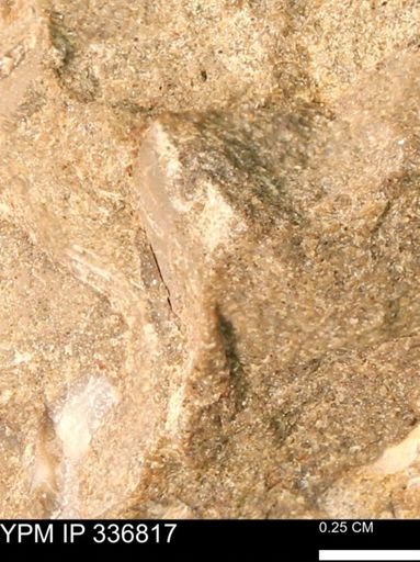 undet. Mollusca