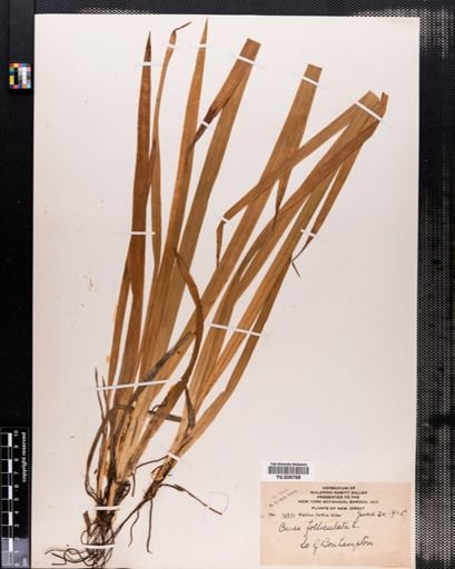 Carex folliculata