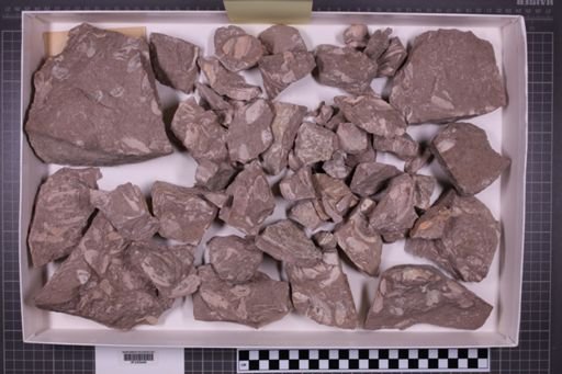 mixed taxa, stratigraphic collection