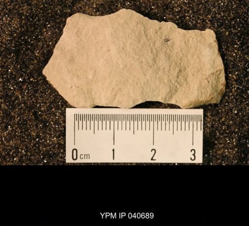 Blattaria
