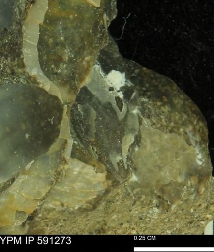 Tenuipteria fibrosa