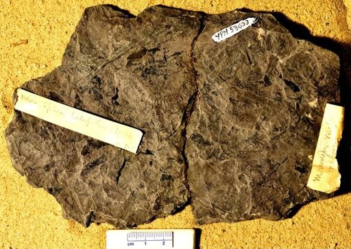 Sphenopteris sp.