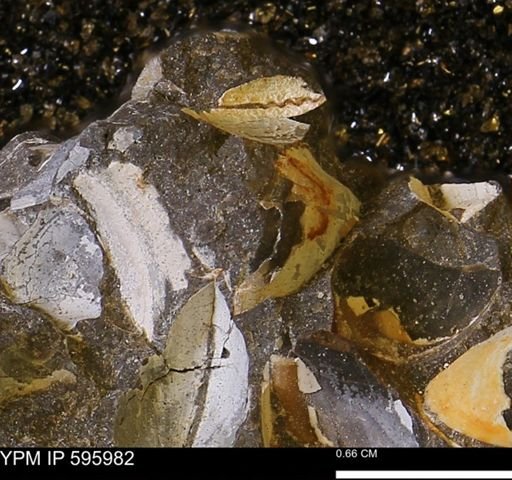 Protocardia?