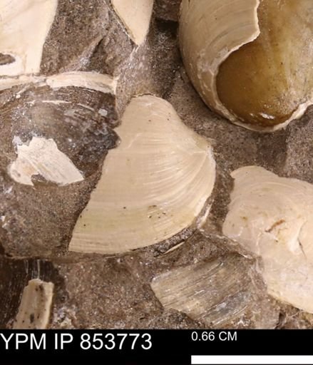 Limopsis striatopunctatus