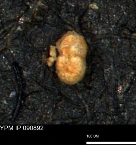 undet. Foraminiferida