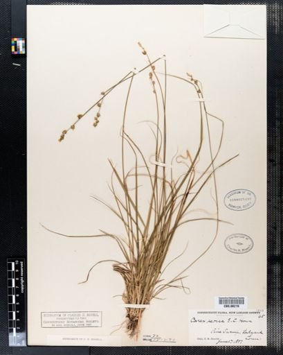 Carex seorsa