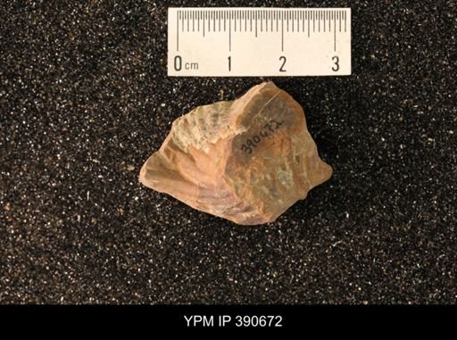 undet. Scaphitidae