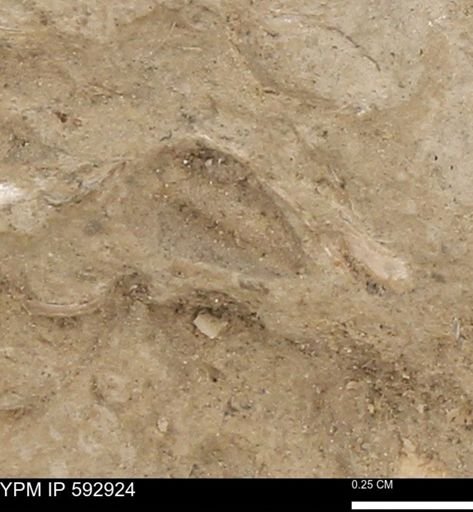 undet. Mollusca