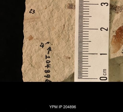 Palaeomanteidae