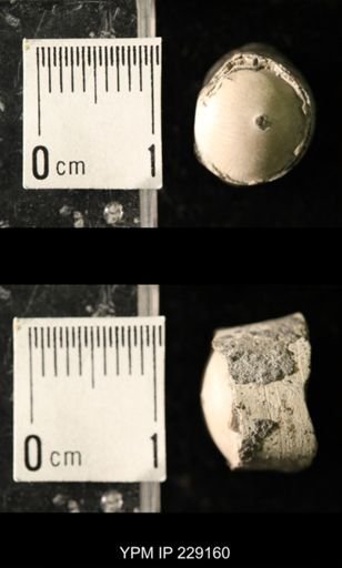 Pseudorthoceras knoxense