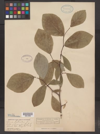 Dirca palustris