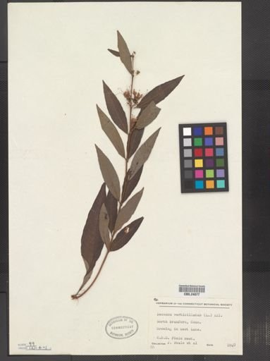 Decodon verticillatus