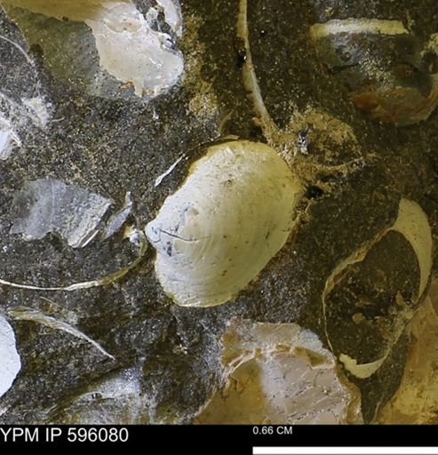 Protocardia subquadrata