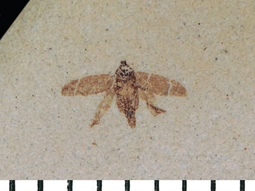 undet. Auchenorrhyncha