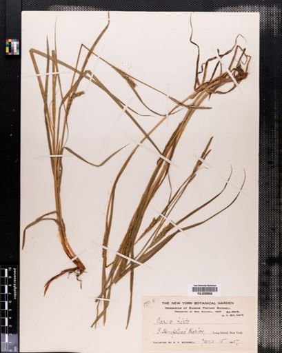 Carex hirta