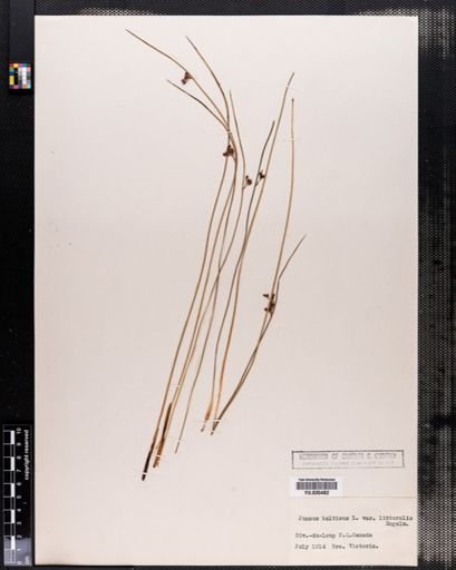 Juncus balticus