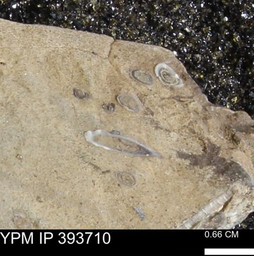 undet. Serpulidae