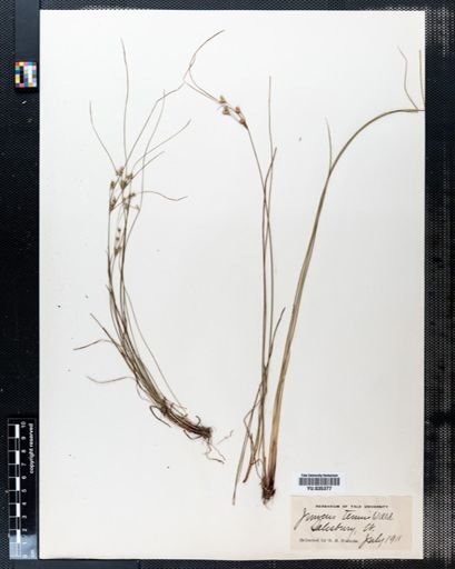 Juncus tenuis