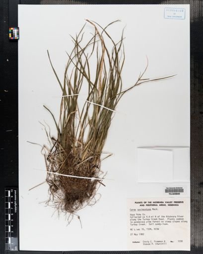 Carex saximontana