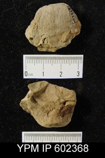 Productella sp.
