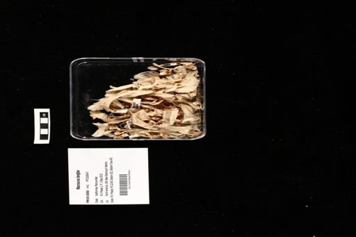 Macrourus berglax