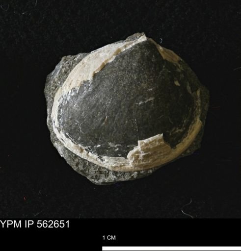 Limopsis striatopunctatus