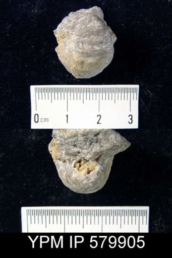 Echinoconchus biseriatus