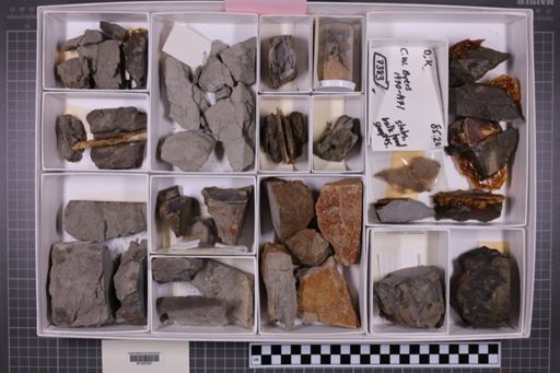 mixed taxa, stratigraphic collection