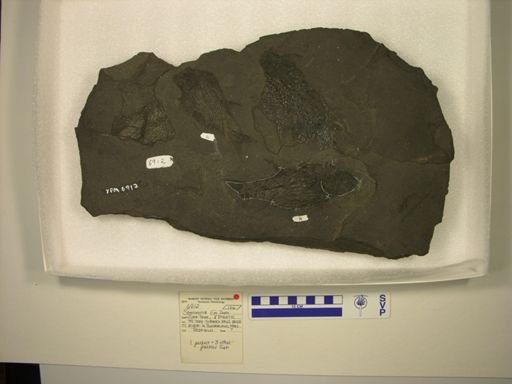 Semionotidae