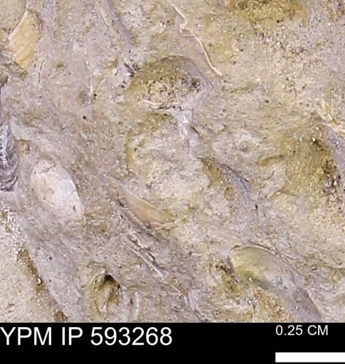 undet. Mollusca
