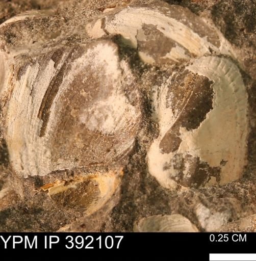 Protocardia sp.